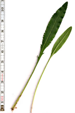 leaf or frond of Packera anonyma, Small's Ragwort, Squaw-weed, Appalachian Ragwort