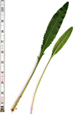 petiole