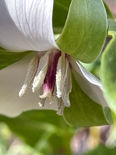 Trillium rugelii, Southern Nodding Trillium