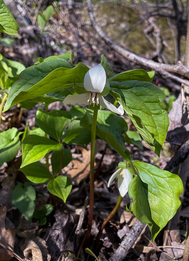 Trillium rugelii, Southern Nodding Trillium