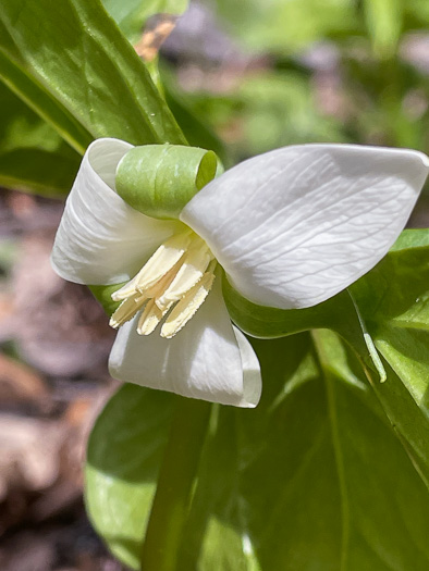 Trillium rugelii, Southern Nodding Trillium