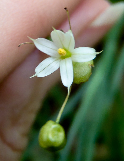 Sisyrinchium dichotomum, White Irisette, Isothermal Irisette