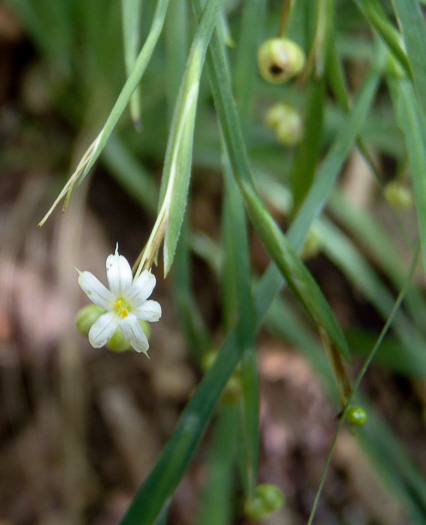 Sisyrinchium dichotomum, White Irisette, Isothermal Irisette