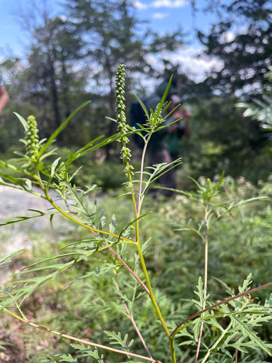 Ambrosia porcheri, Outcrop Ragweed, Flatrock Ragweed