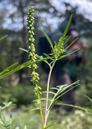 Ambrosia porcheri, Outcrop Ragweed, Flatrock Ragweed