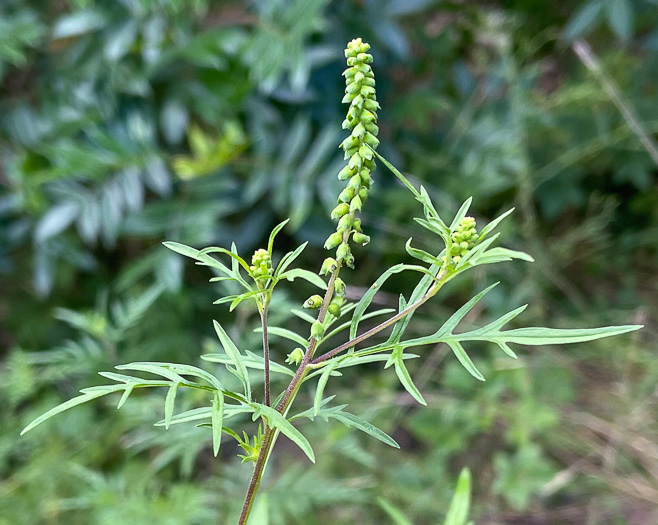 Ambrosia porcheri, Outcrop Ragweed, Flatrock Ragweed