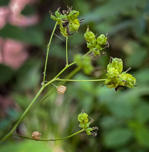 Thalictrum macrostylum, Small-leaved Meadowrue, Small-flowered Meadowrue