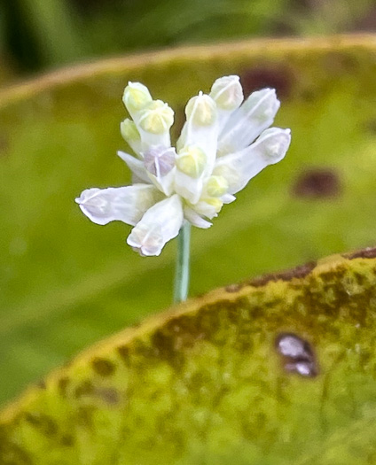 Burmannia capitata, White Burmannia, Southern Bluethread