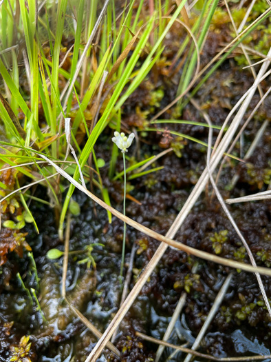 Burmannia capitata, White Burmannia, Southern Bluethread