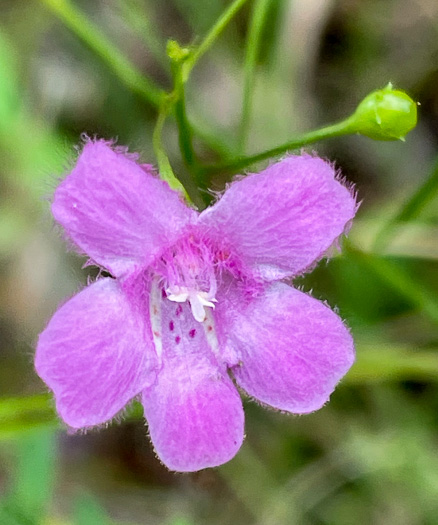 Agalinis decemloba, Tenlobe Gerardia, Sandplain Agalinis, Tenlobe False Falseglove