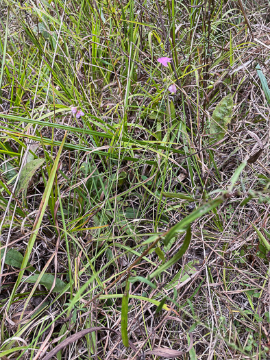 Agalinis decemloba, Tenlobe Gerardia, Sandplain Agalinis, Tenlobe False Falseglove