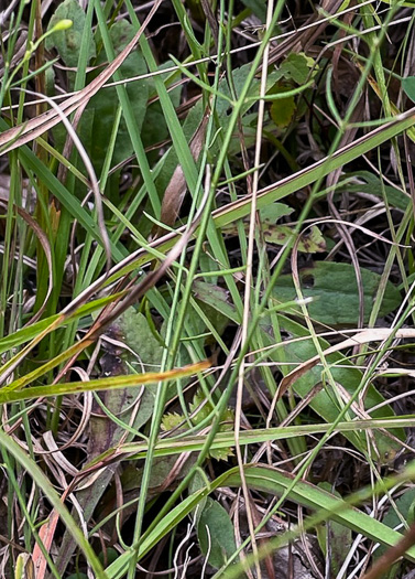 Agalinis decemloba, Tenlobe Gerardia, Sandplain Agalinis, Tenlobe False Falseglove