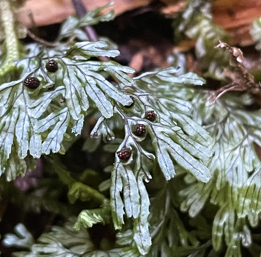 Hymenophyllum tunbrigense, Tunbridge Filmy-fern, Tunbridge Fern