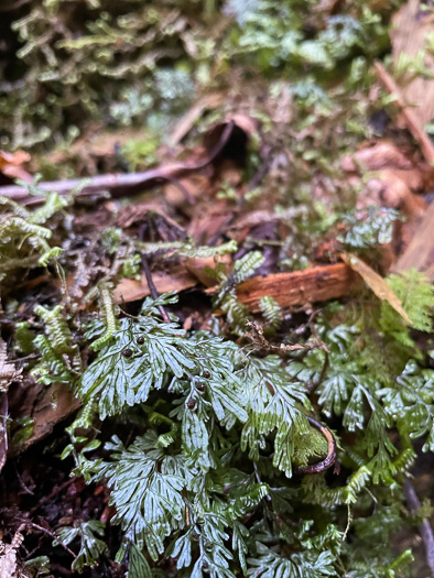 Hymenophyllum tunbrigense, Tunbridge Filmy-fern, Tunbridge Fern