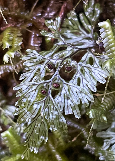 Hymenophyllum tunbrigense, Tunbridge Filmy-fern, Tunbridge Fern
