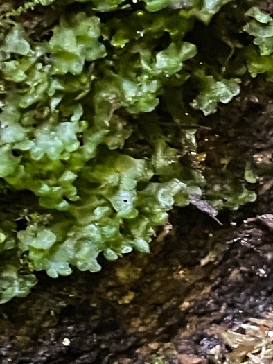 Hymenophyllum tunbrigense, Tunbridge Filmy-fern, Tunbridge Fern