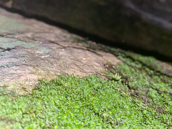 image of Vittaria appalachiana, Appalachian Shoestring Fern, "Appalachian gametophyte"