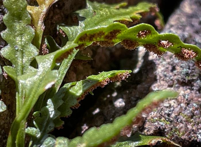 Asplenium pinnatifidum, Lobed Spleenwort