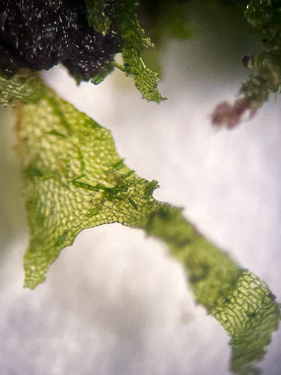 Vittaria appalachiana, Appalachian Shoestring Fern, "Appalachian gametophyte"