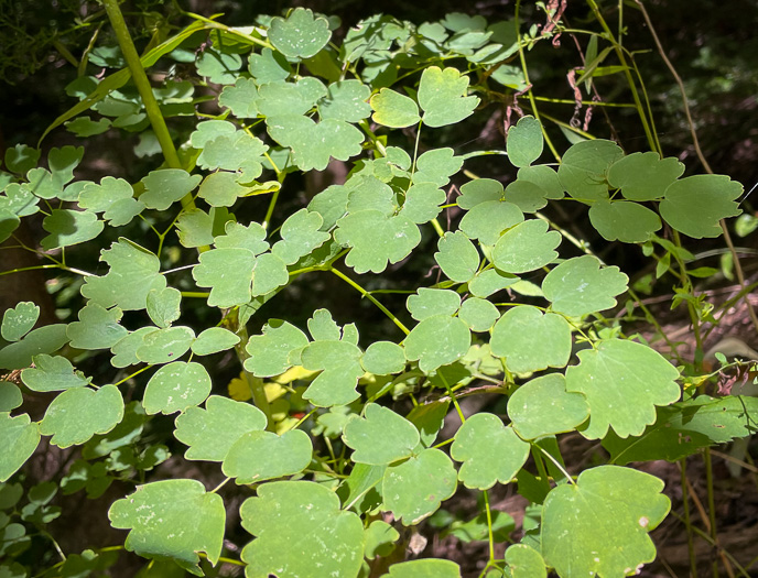 Thalictrum coriaceum, Appalachian Meadowrue, Maid-of-the-mist