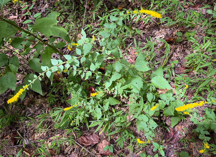 image of Solidago sphacelata, Heartleaf Goldenrod, False Goldenrod, Limestone Goldenrod, Autumn Goldenrod