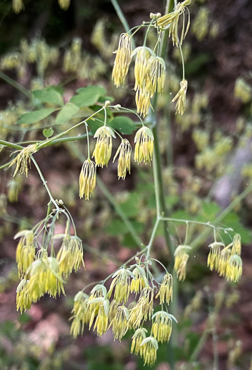 Thalictrum coriaceum, Appalachian Meadowrue, Maid-of-the-mist