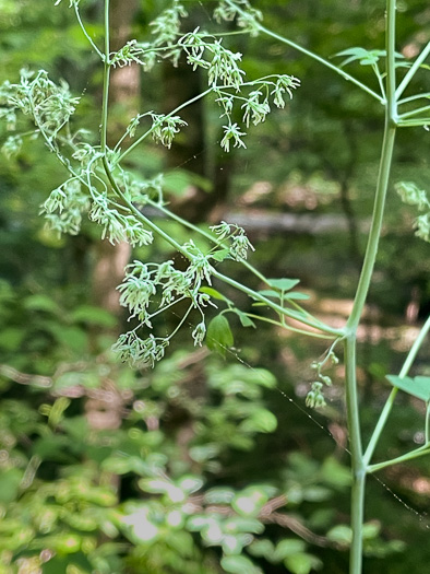 Thalictrum coriaceum, Appalachian Meadowrue, Maid-of-the-mist