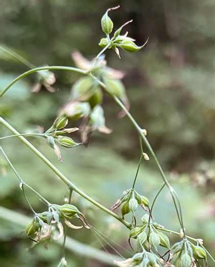 Thalictrum coriaceum, Appalachian Meadowrue, Maid-of-the-mist