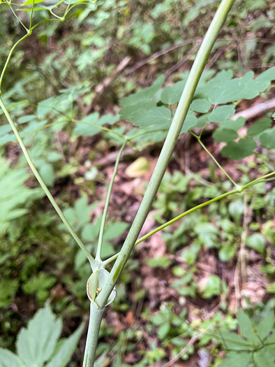 image of Thalictrum coriaceum, Appalachian Meadowrue, Maid-of-the-mist