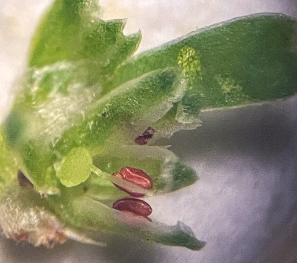 Paronychia montana, Mountain Nailwort, Shale-barren Whitlow-wort