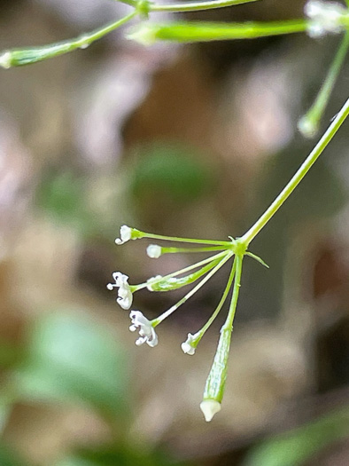 Osmorhiza claytonii, Bland Sweet Cicely, Hairy Sweet Cicely