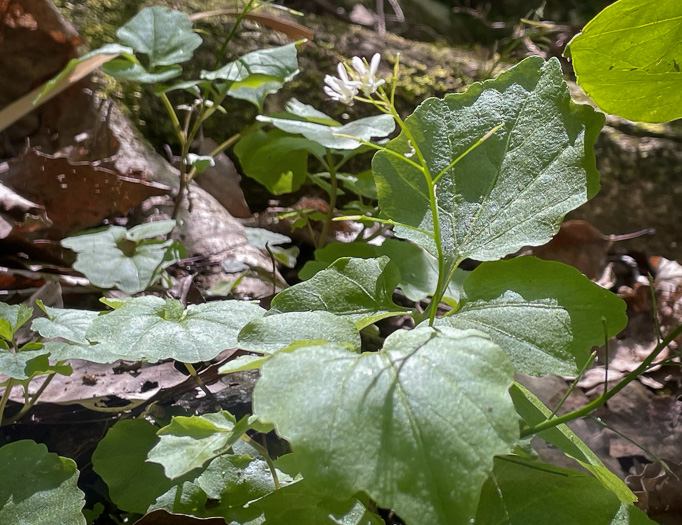 Cardamine flagellifera +, Blue Ridge Bittercress