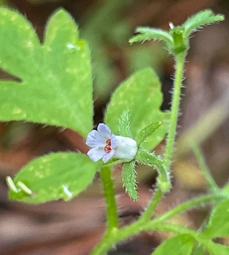 Phacelia covillei, Coville's Phacelia, Eastern Buttercup Phacelia