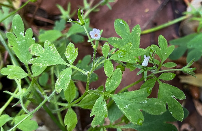 image of Phacelia covillei, Coville's Phacelia, Eastern Buttercup Phacelia