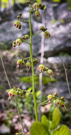 Heuchera hispida, Purple Alumroot, Hispid Alumroot