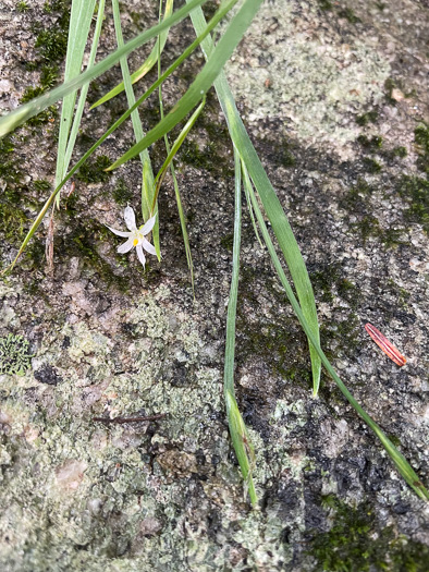 Sisyrinchium dichotomum, White Irisette, Isothermal Irisette