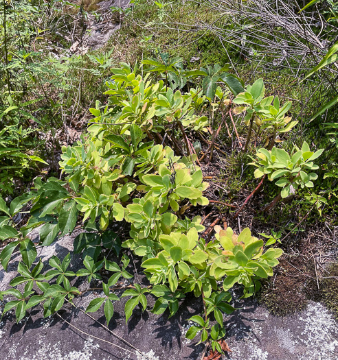 Hylotelephium telephioides, Allegheny Live-forever, Cliff Orpine, Allegheny Stonecrop