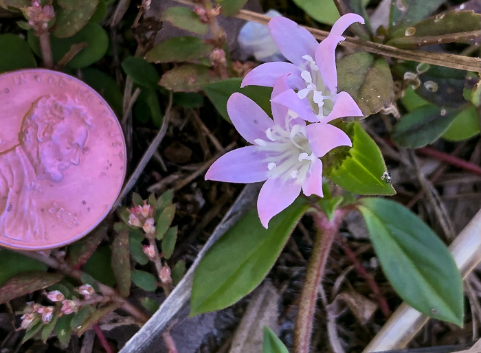 image of Richardia grandiflora, Largeflower Mexican-clover, Largeflower Richardia