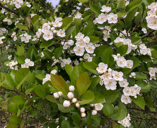 image of Crataegus ashei, Ashe Hawthorn