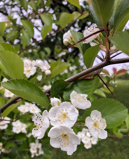 image of Crataegus ashei, Ashe Hawthorn