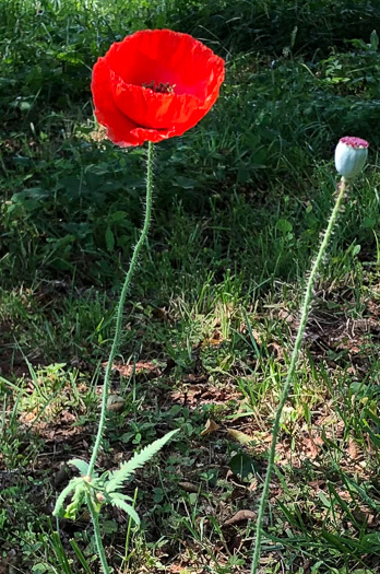 image of Papaver rhoeas, Corn Poppy, Field Poppy, Red Poppy, Flanders Poppy