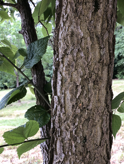 image of Celtis occidentalis, Northern Hackberry