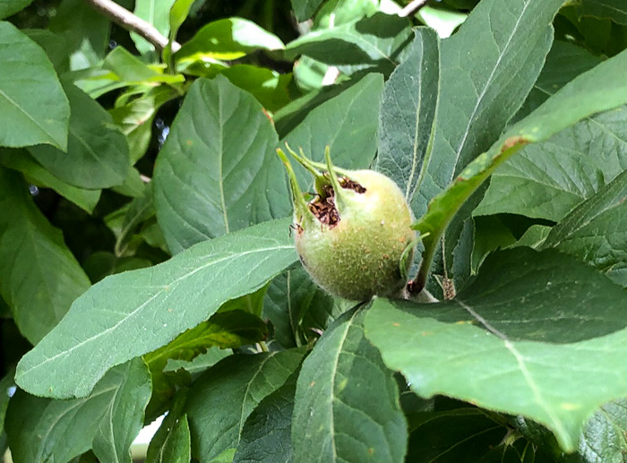 image of Crataegus germanica, European Medlar