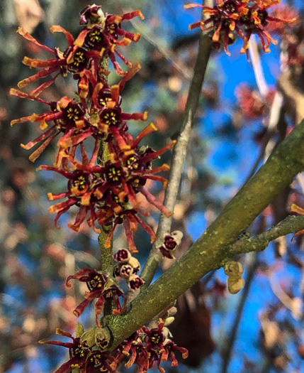 image of Hamamelis vernalis, Ozark Witch-hazel, Vernal Witch-hazel, Springtime Witch-hazel