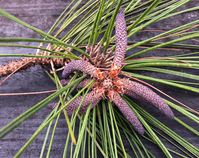 image of Pinus elliottii var. elliottii, Slash Pine