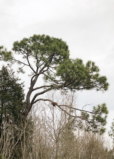 image of Pinus elliottii, Slash Pine