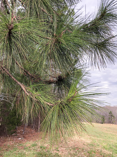 image of Pinus elliottii, Slash Pine