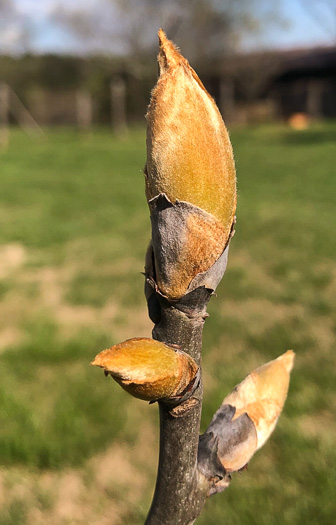 image of Carya ovata, Common Shagbark Hickory