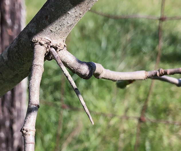 image of Crataegus mollis var. lanuginosa, Woolly Hawthorn, Webb City Hawthorn