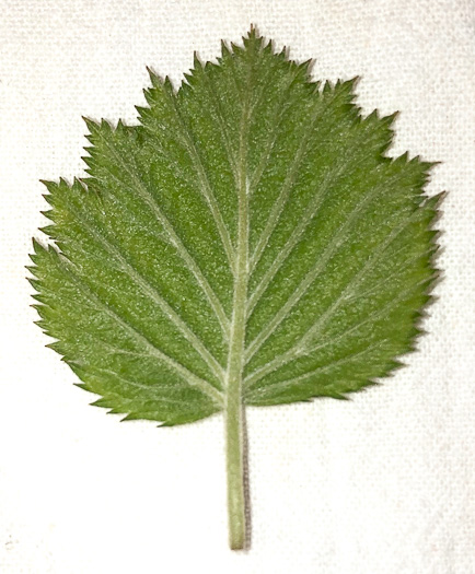 image of Crataegus mollis var. lanuginosa, Woolly Hawthorn, Webb City Hawthorn